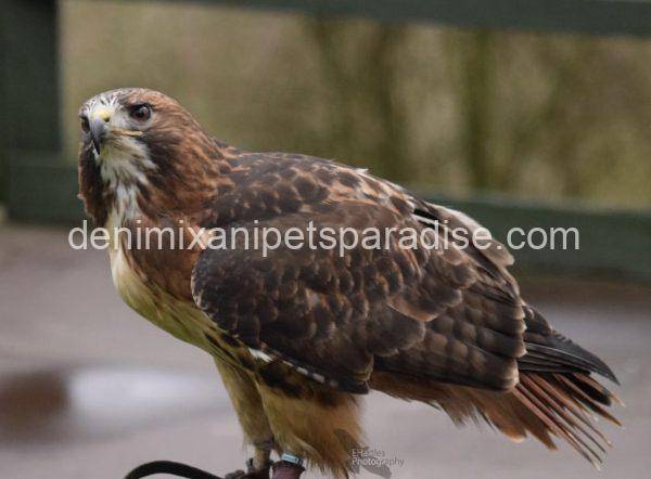 Red Tailed Hawk - Image 2