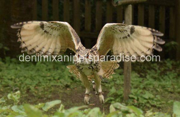 Bengal eagle owl - Image 2