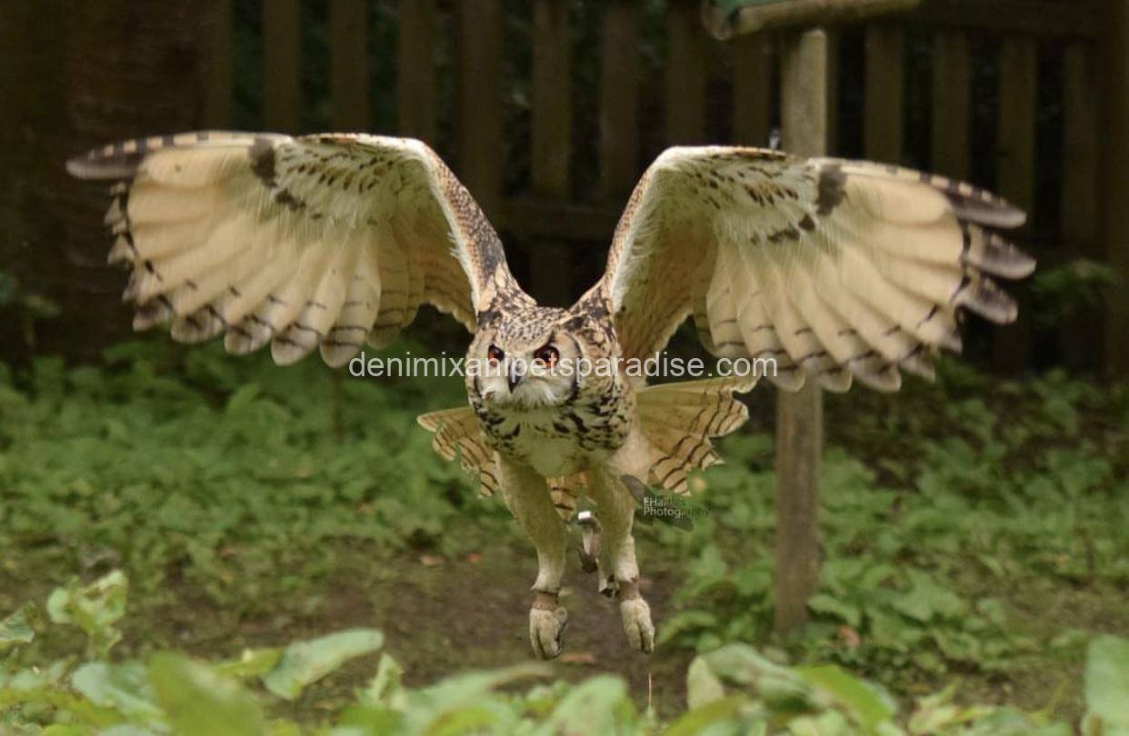 Bengal eagle owl 2 Bengal eagle owl - Image 2