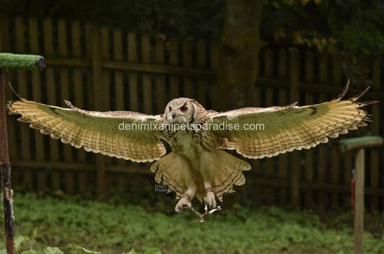 Bengal eagle owl 3 Bengal eagle owl - Image 3