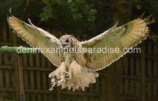 Bengal eagle owl - Image 4