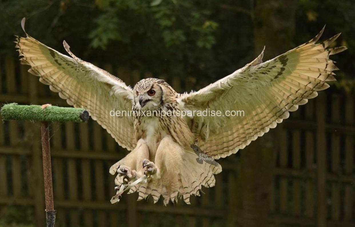 Bengal eagle owl 4 Bengal eagle owl - Image 4