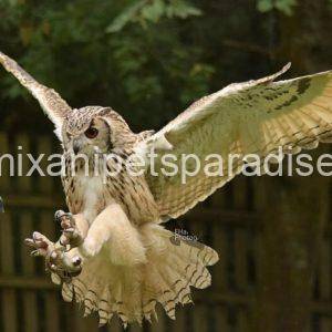 Bengal eagle owl