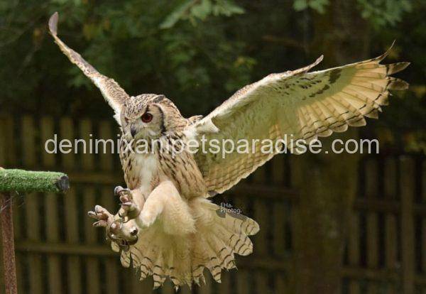 Bengal eagle owl