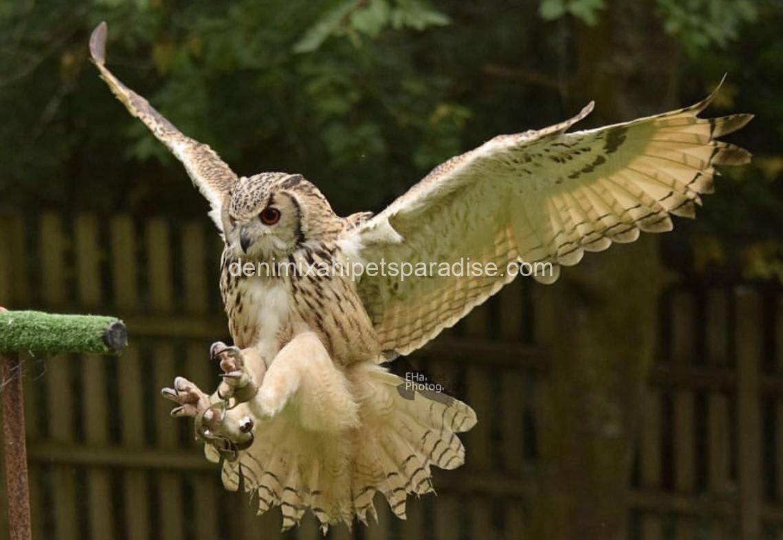 Bengal eagle owl 1 Bengal eagle owl