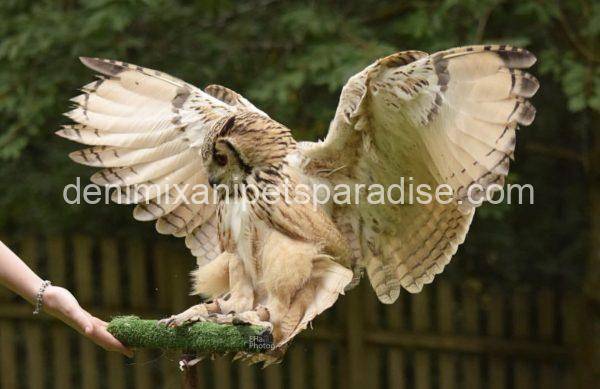 Bengal eagle owl - Image 5