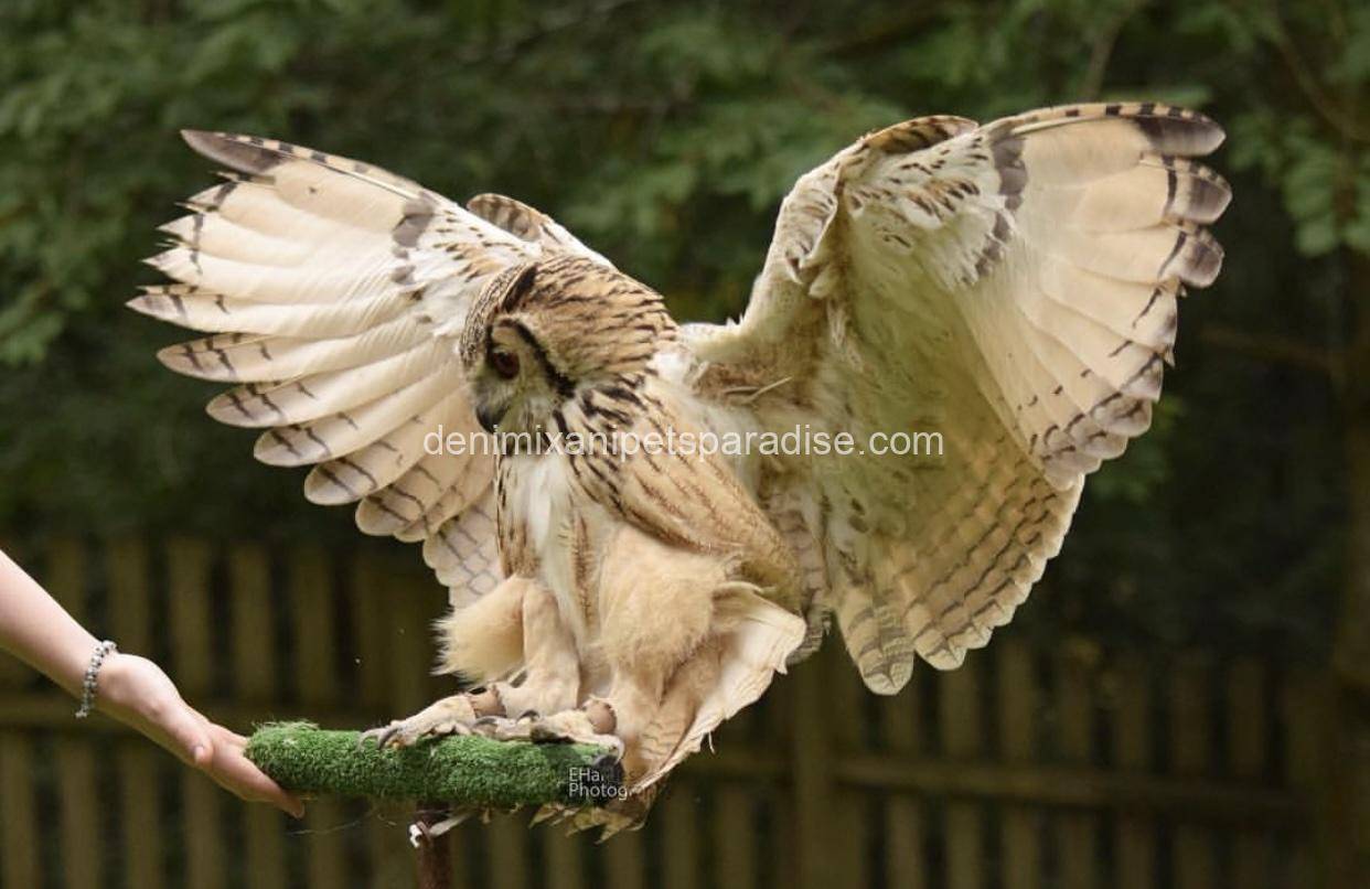 Bengal eagle owl 5 Bengal eagle owl - Image 5