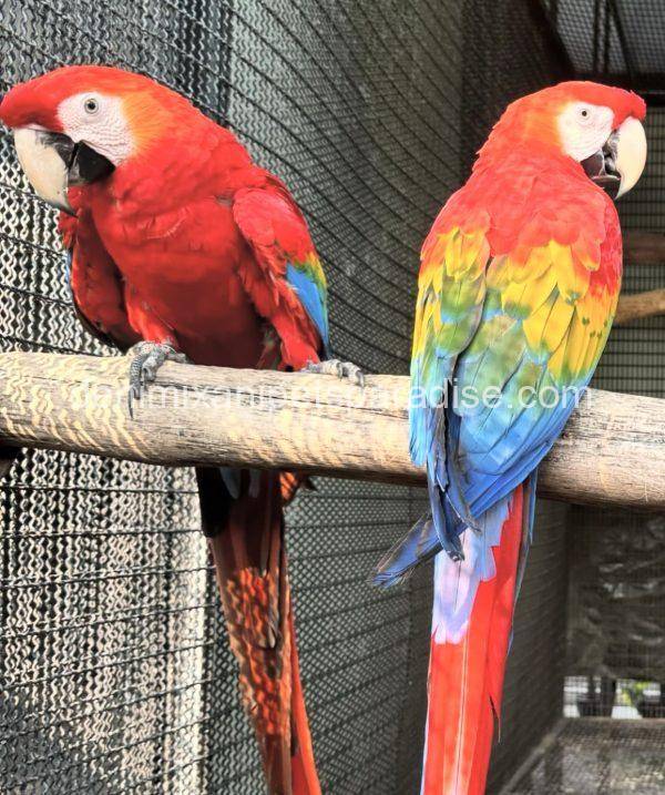 Scarlet Macaw Bonded Pair - DENIMIX ANIPETS PARADISE