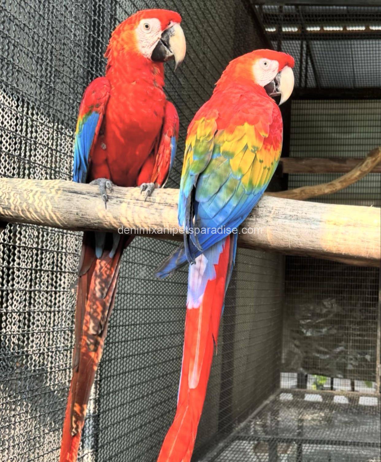 Scarlet Macaw Bonded pair 2 Scarlet Macaw Bonded pair - Image 2