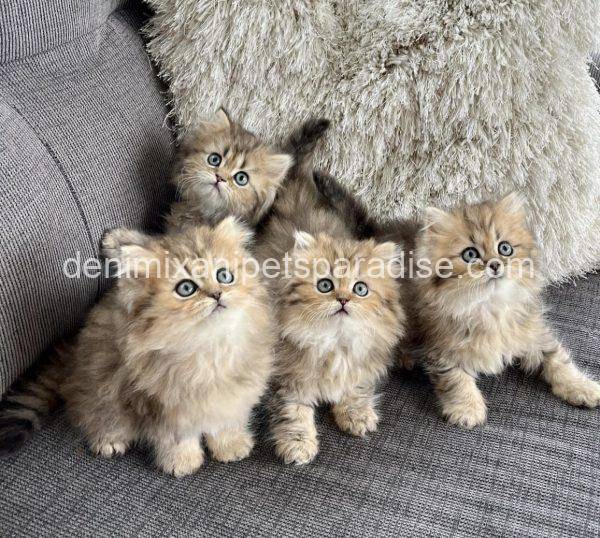 Persian kittens - Image 3