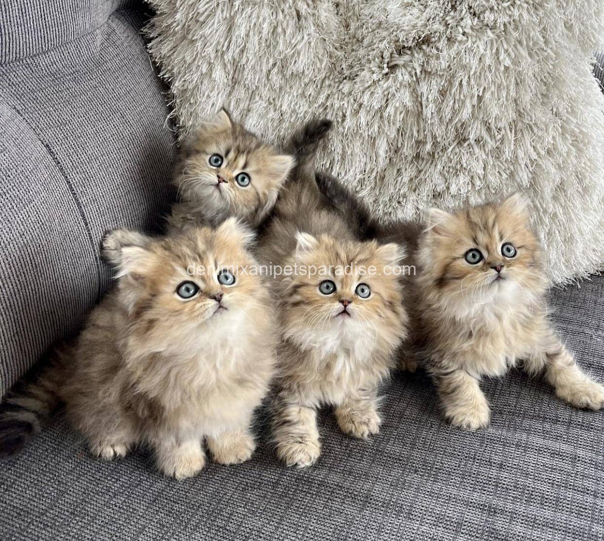 Persian kittens 3 Persian kittens - Image 3