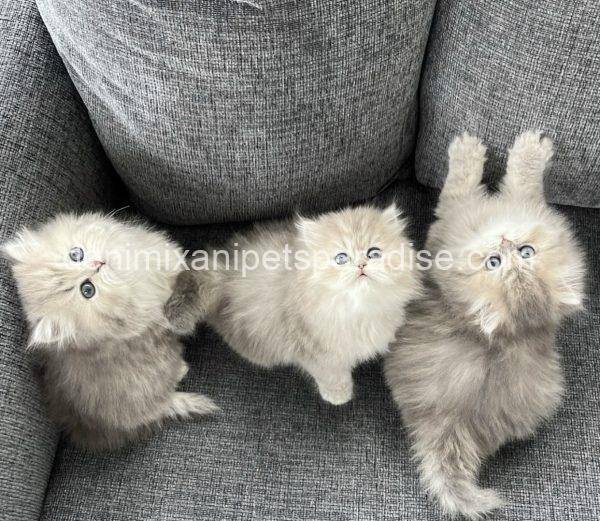 Persian kittens - Image 4