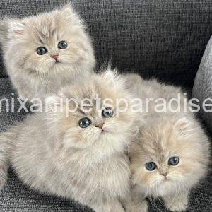 Persian kittens
