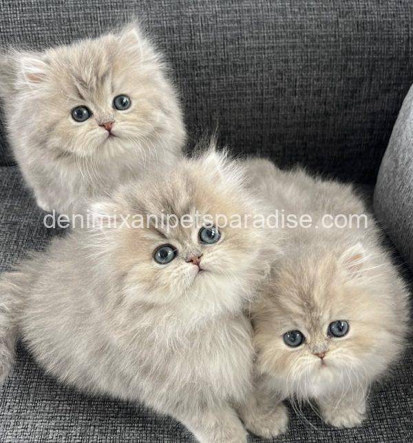 Persian kittens