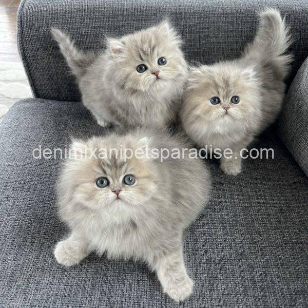 Persian kittens - Image 2