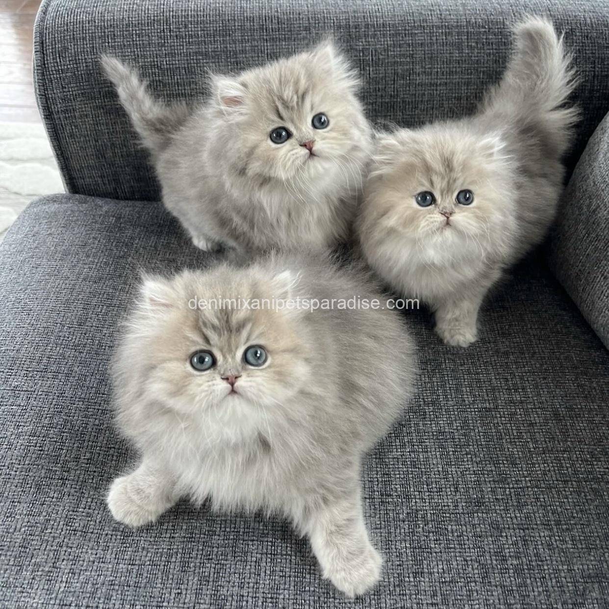 Persian kittens 2 Persian kittens - Image 2