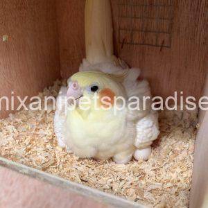 Fertile Cockatiel Eggs
