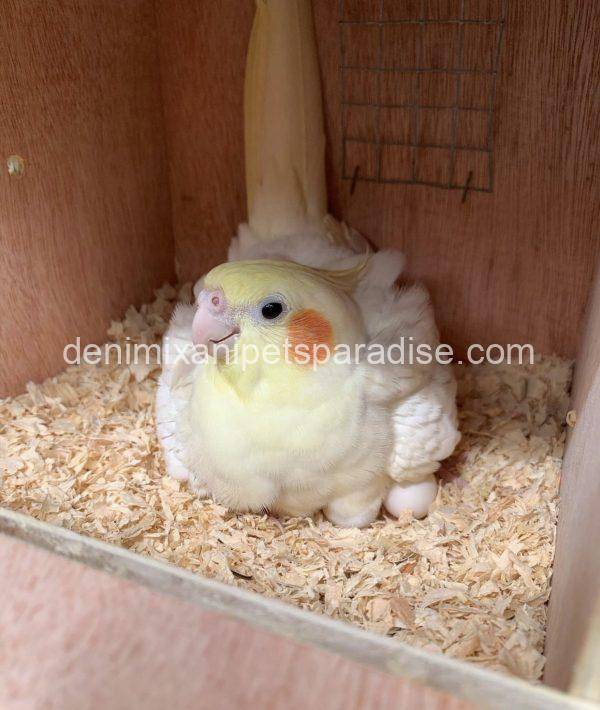 Fertile Cockatiel Eggs