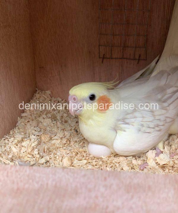 Fertile Cockatiel Eggs - Image 5