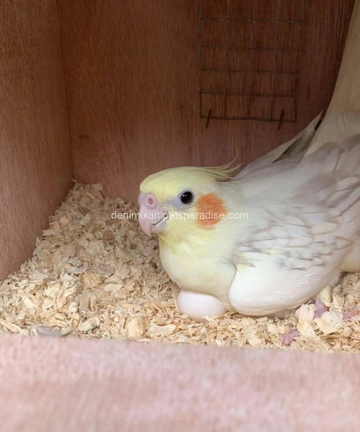 Fertile Cockatiel Eggs 5 Fertile Cockatiel Eggs - Image 5
