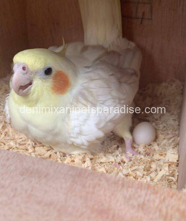 Fertile Cockatiel Eggs - Image 7