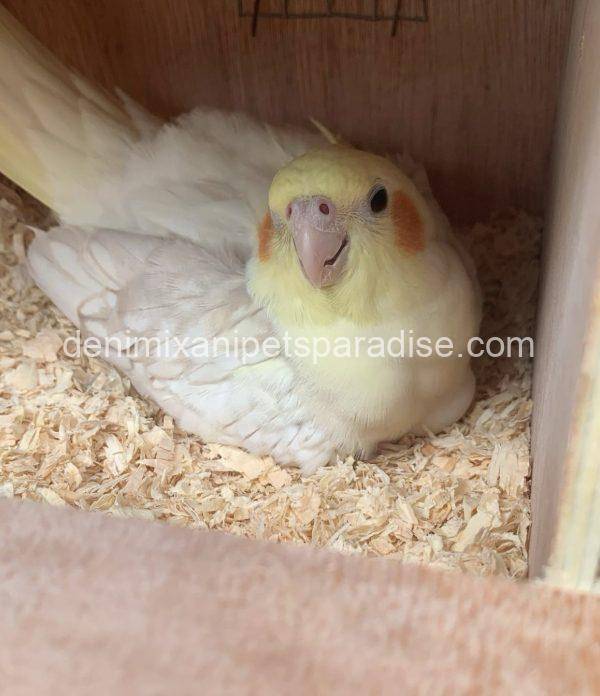 Fertile Cockatiel Eggs - Image 2