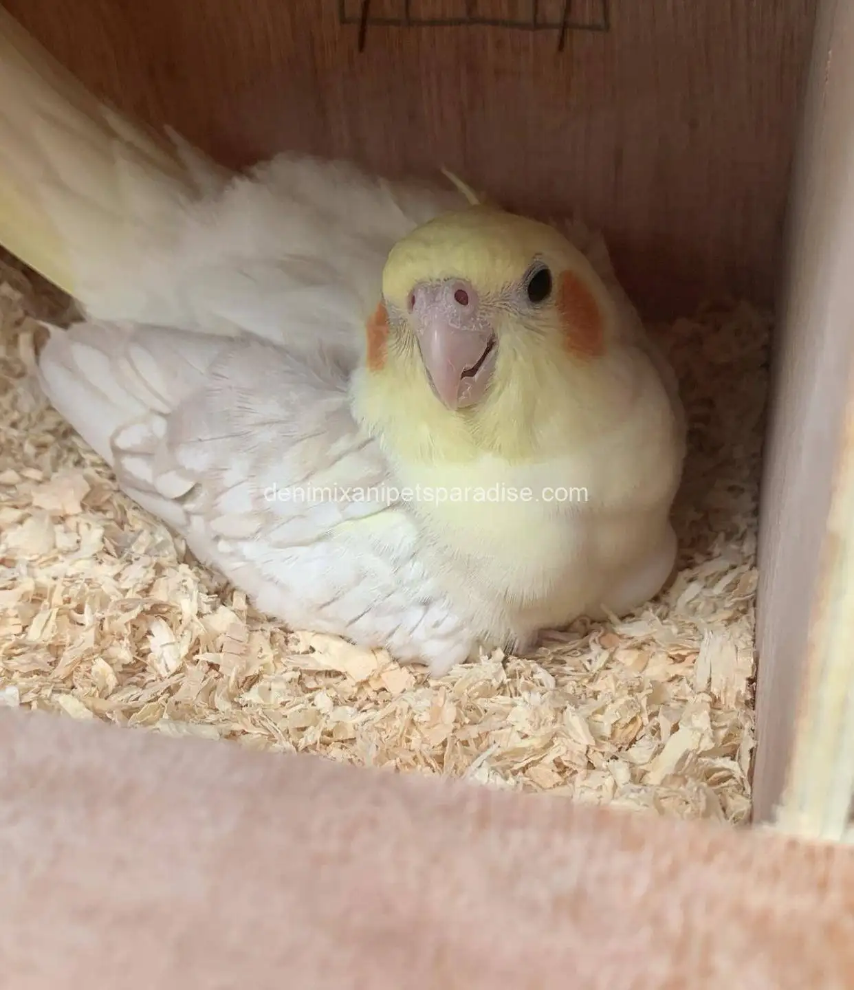 Fertile Cockatiel Eggs 2 Fertile Cockatiel Eggs - Image 2