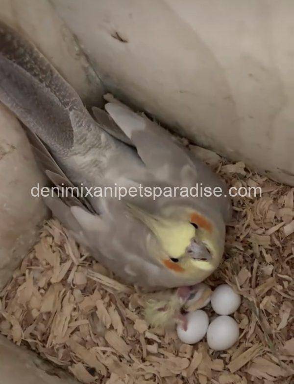 Fertile Cockatiel Eggs - Image 8