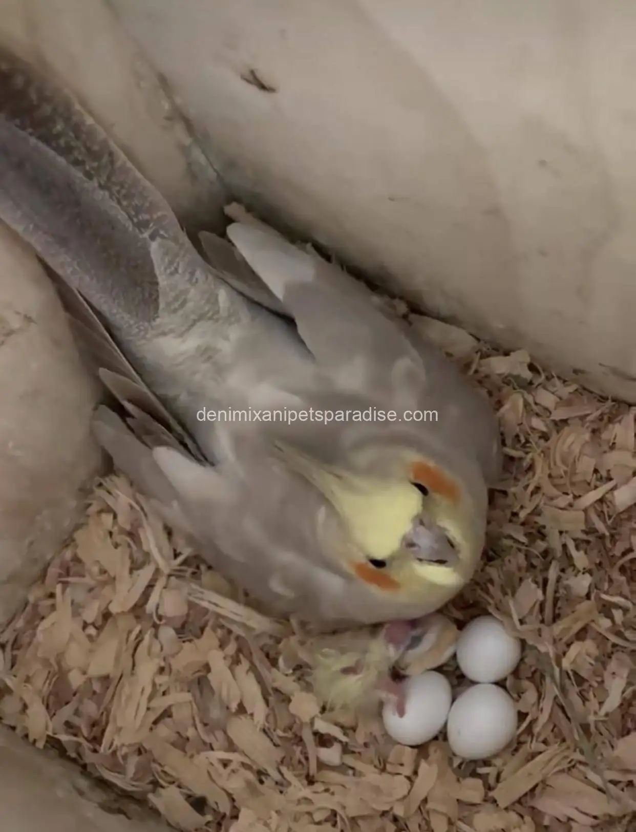 Fertile Cockatiel Eggs 8 Fertile Cockatiel Eggs - Image 8
