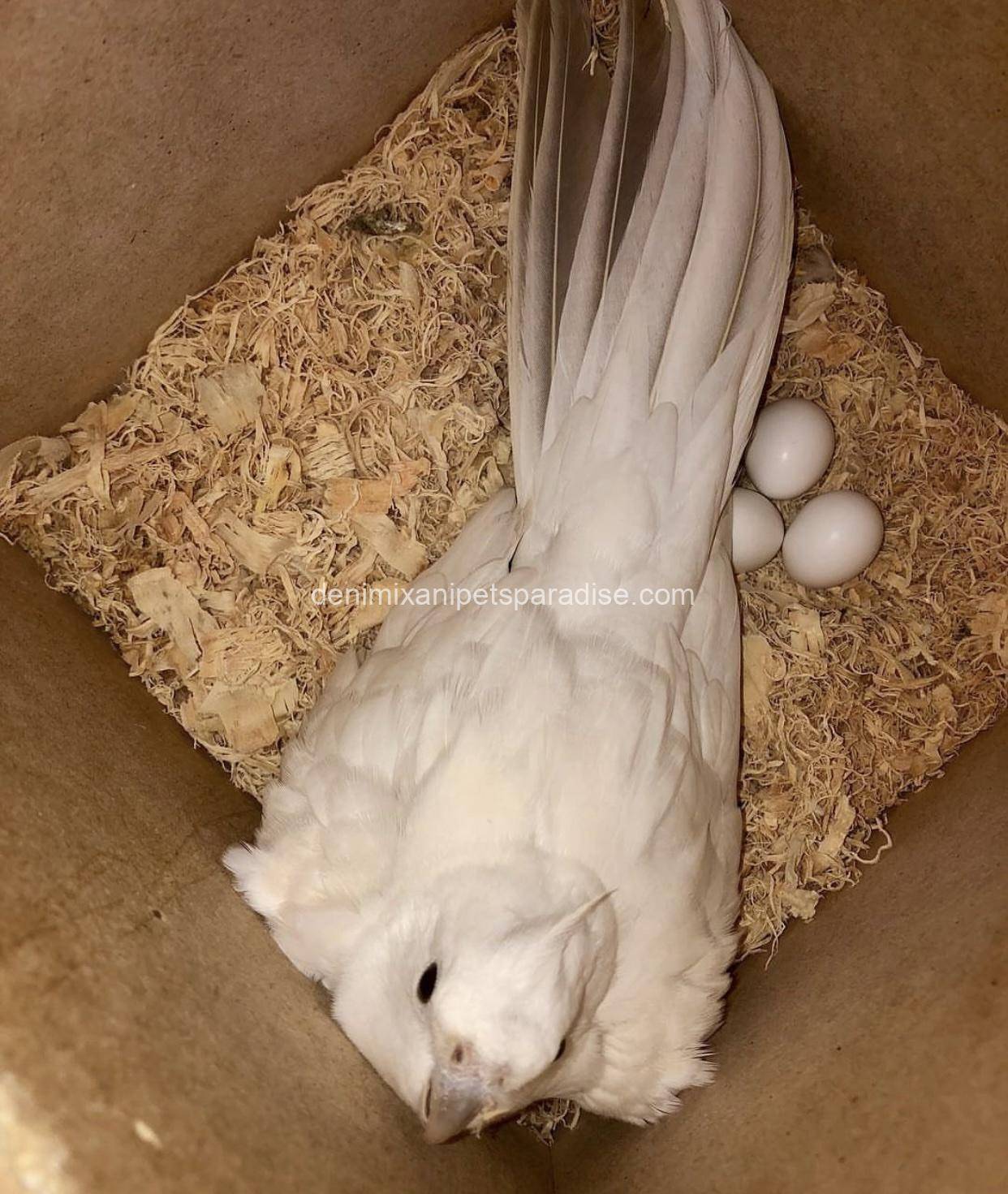 Fertile Cockatiel Eggs 4 Fertile Cockatiel Eggs - Image 4