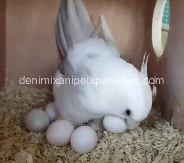 Fertile Cockatiel Eggs - Image 6