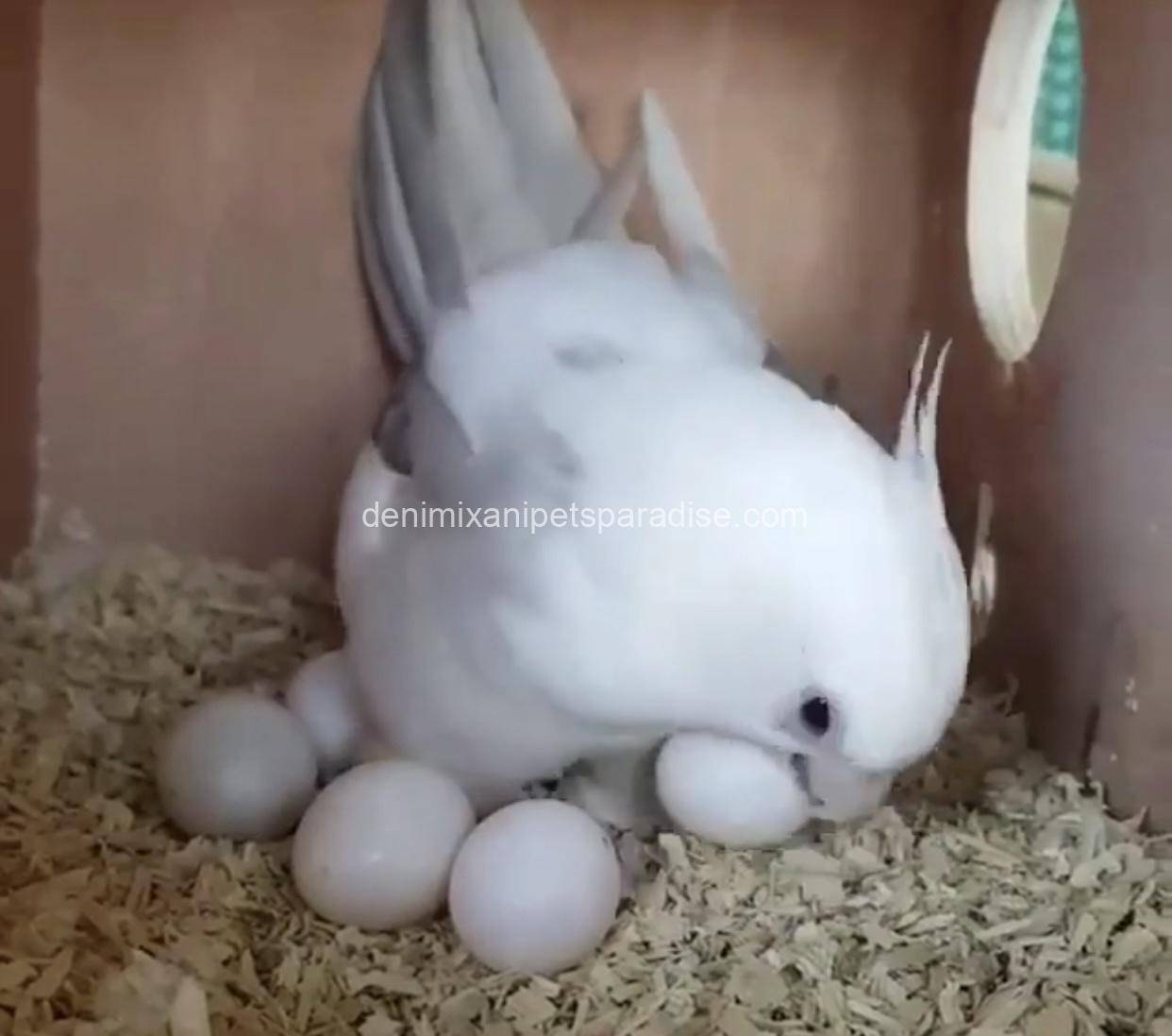 Fertile Cockatiel Eggs 6 Fertile Cockatiel Eggs - Image 6