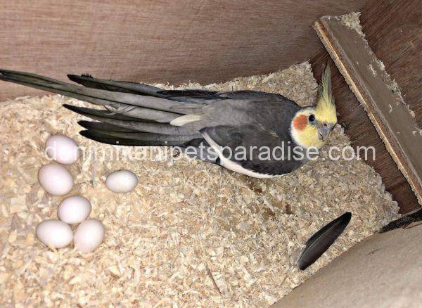 Fertile Cockatiel Eggs - Image 3