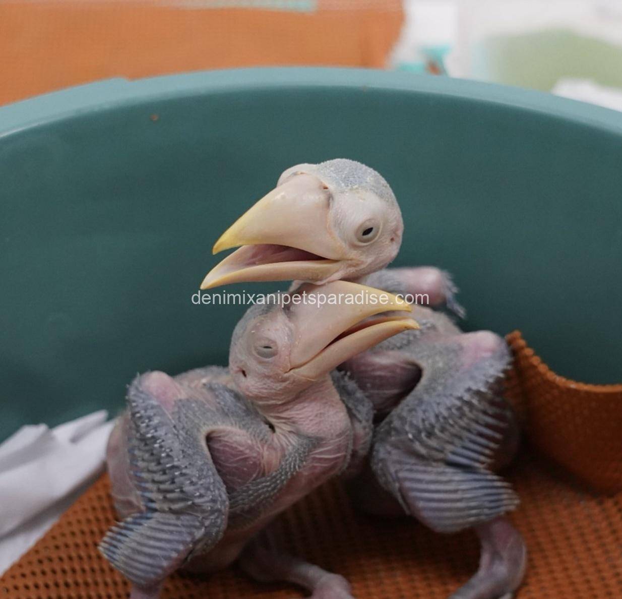 Fertile Toucan Eggs 2 Fertile Toucan Eggs - Image 2