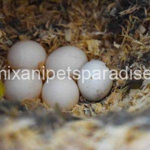 Fertile Toucan Eggs