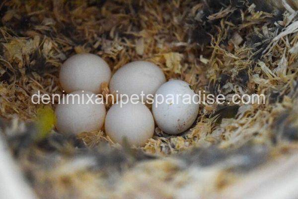 Fertile Toucan Eggs