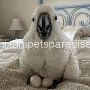#1 Fertile Cockatoo Eggs