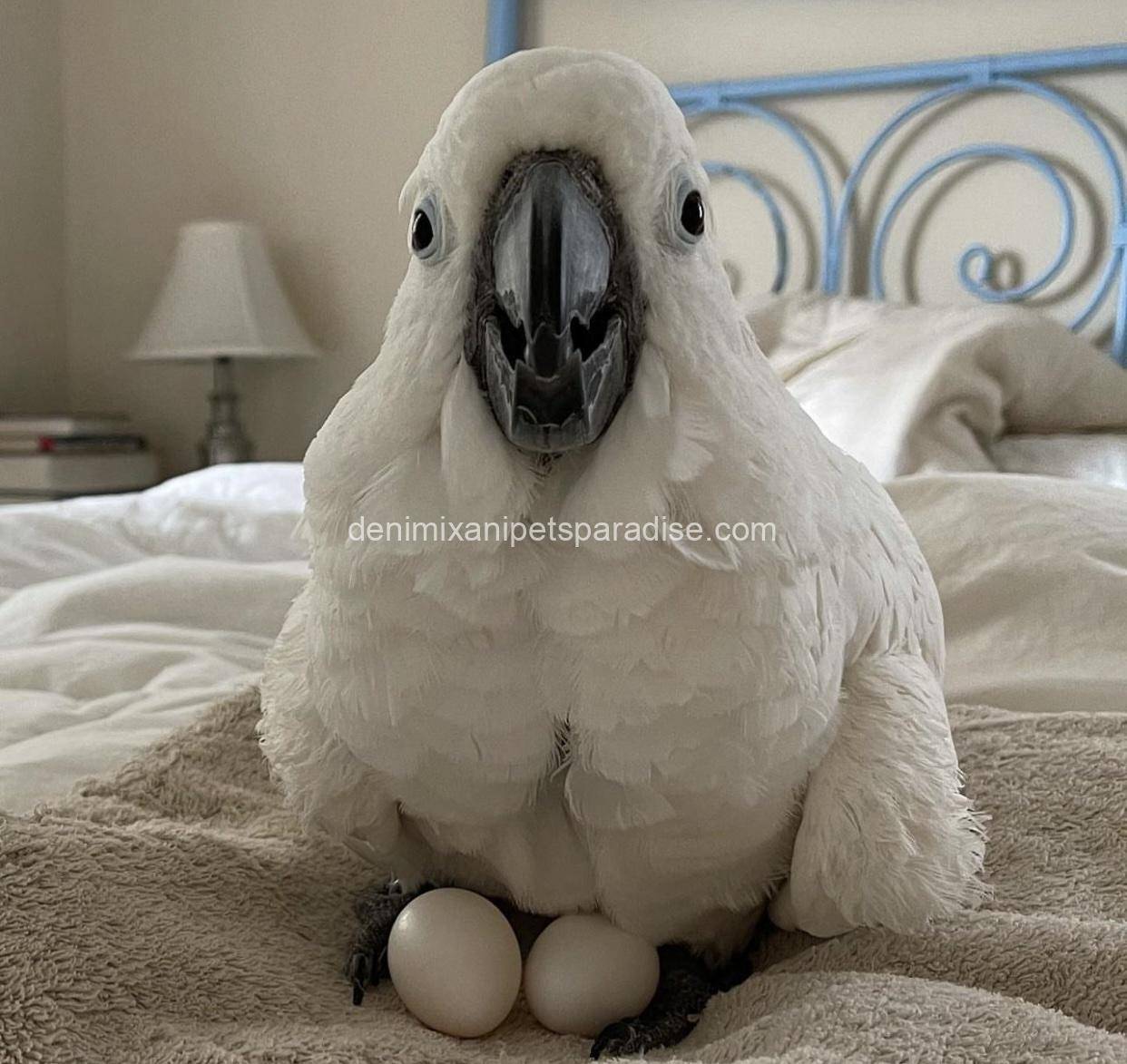 #1 Fertile Cockatoo Eggs 1 #1 Fertile Cockatoo Eggs