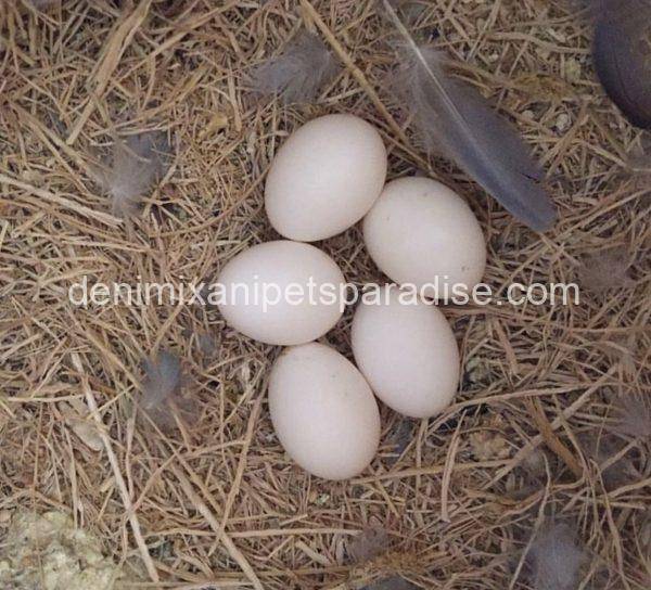 #1 Fertile Cockatoo Eggs - Image 3