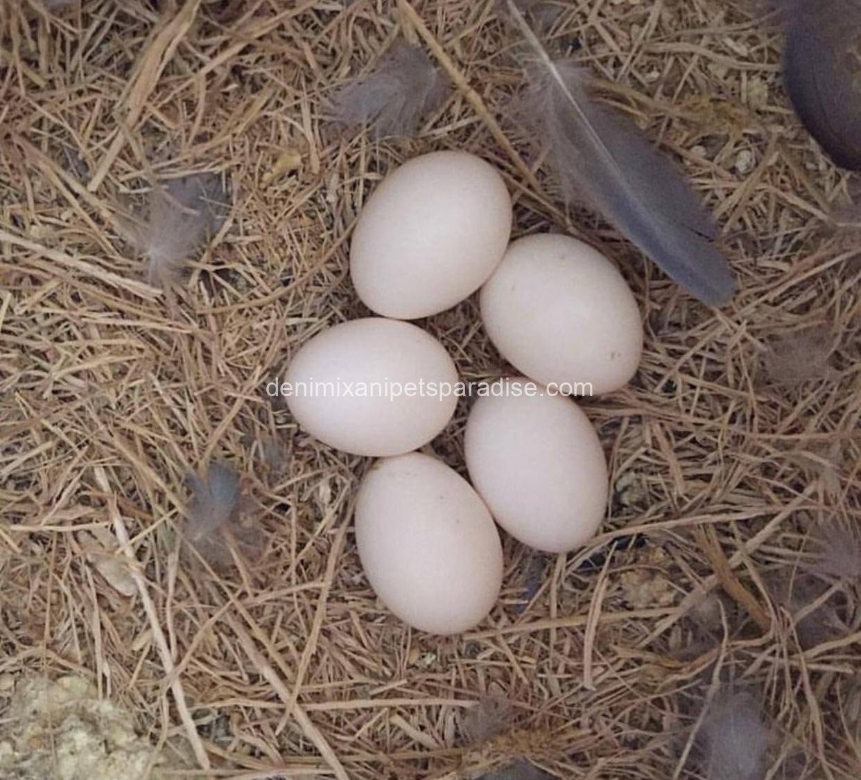 #1 Fertile Cockatoo Eggs 3 #1 Fertile Cockatoo Eggs - Image 3