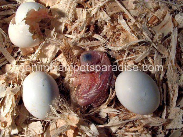 African Grey Eggs - Image 10