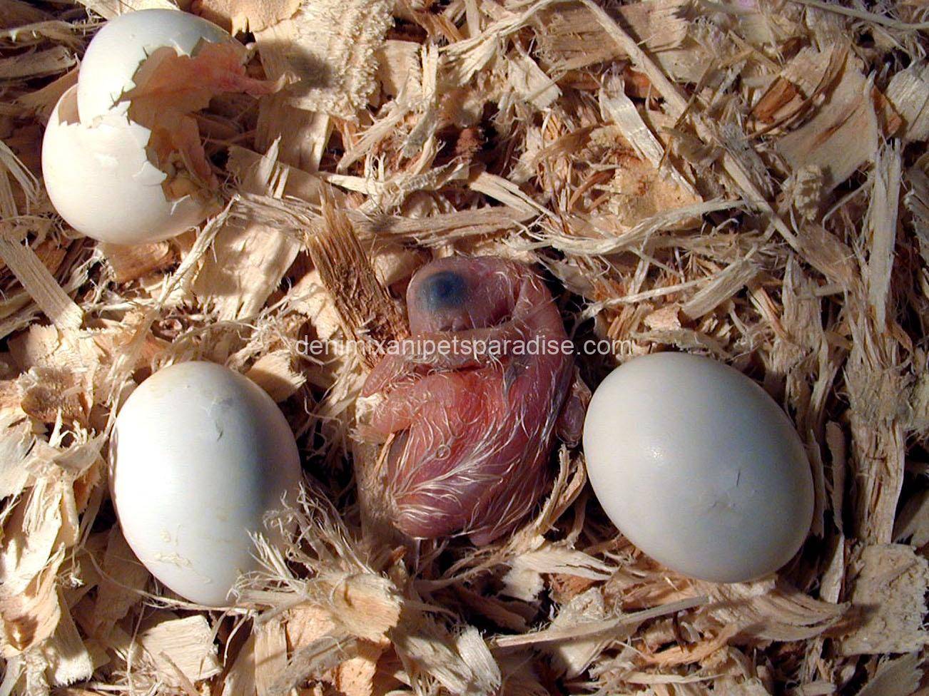 African Grey Eggs 10 African Grey Eggs - Image 10