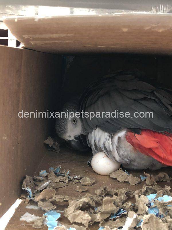 African Grey Eggs - Image 7