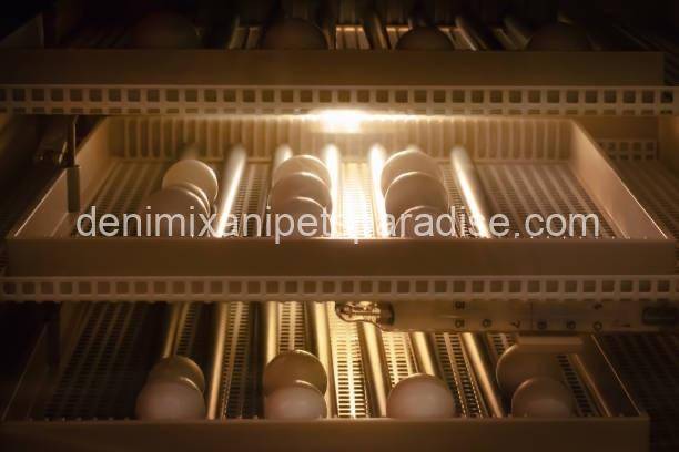 African Grey Eggs 5 African Grey Eggs - Image 5