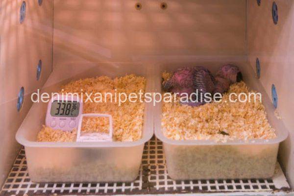 African Grey Eggs - Image 8