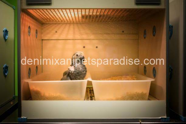 African Grey Eggs 9 African Grey Eggs - Image 9