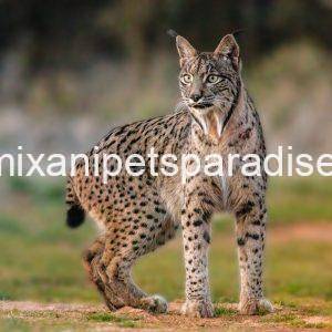Denimix Anipets Paradise 116 Iberian Lynx Cats & kittens