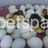 Fertile Duck eggs for sale