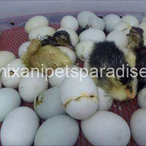 Fertile Duck eggs for sale