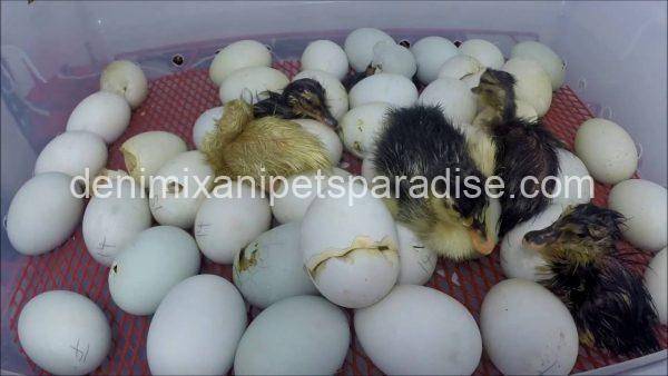 Fertile Duck eggs for sale